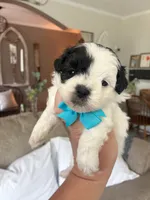 Oreo , a male Maltipoo and Shih Tzu for sale in Belding, MI – 2 of 4