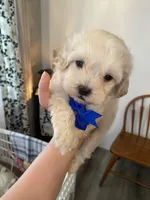 Marshmallow Boy, a male Maltipoo and Shih Tzu for sale in Belding, MI – Photo 2 of 3