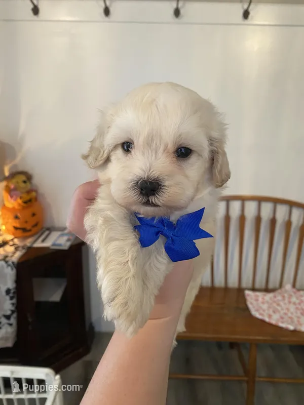 Marshmallow Boy, a male Maltipoo and Shih Tzu for sale in Belding, MI – Photo 1 of 3