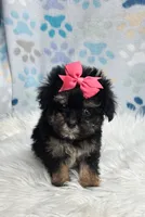 Petunia , a female Maltipoo and Shih Tzu for sale in Belding, MI – 1 of 3