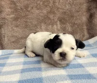 Oreo , a male Maltipoo and Shih Tzu for sale in Belding, MI – 2 of 4