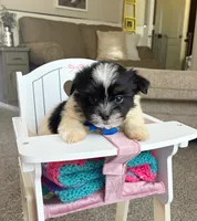 Max, a male Shih Tzu and Morkie for sale in Belding, MI – 2 of 2