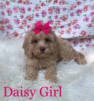 Daisy Girl, a female Maltipoo and Poodle - Toy  for sale in Belding, MI – Photo 2 of 3