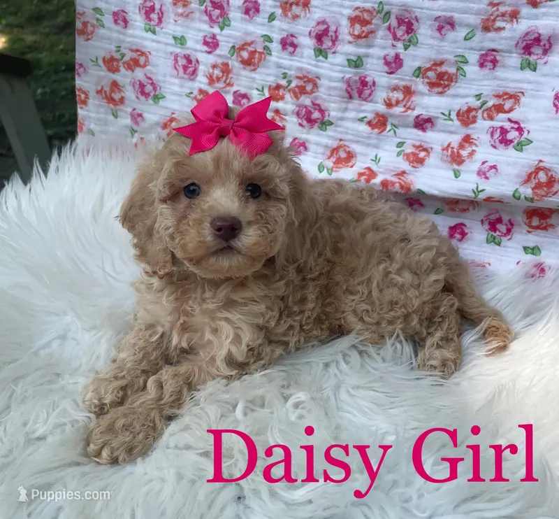 Daisy Girl, a female Maltipoo and Poodle - Toy  for sale in Belding, MI – Photo 1 of 3