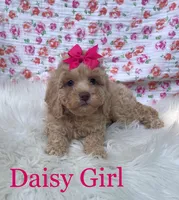Daisy Girl, a female Maltipoo and Poodle - Toy  for sale in Belding, MI – Photo 3 of 3