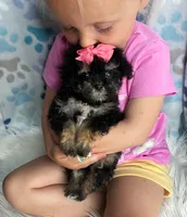 Petunia , a female Maltipoo and Shih Tzu for sale in Belding, MI – 2 of 3