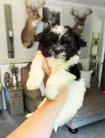 Max Boy , a male Shih Tzu and Morkie for sale in Belding, MI – 4 of 4