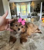 Adorable Brown Girl , a female Maltipoo and Shih Tzu for sale in Belding, MI – 4 of 4