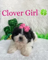 Clover Girl, a female Maltese and Shih Tzu for sale in Belding, MI – Photo 2 of 4
