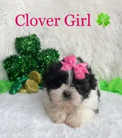 Clover Girl, a female Maltese and Shih Tzu for sale in Belding, MI – Photo 1 of 4