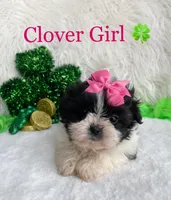 Clover Girl, a female Maltese and Shih Tzu for sale in Belding, MI – Photo 3 of 4