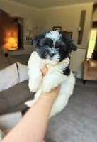 Max Boy , a male Shih Tzu and Morkie for sale in Belding, MI – 3 of 4
