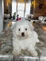 Buddy Bear , a male Maltipoo and Shih Tzu for sale in Belding, MI – Photo 3 of 3