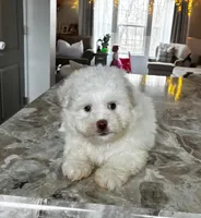 Buddy Bear , a male Maltipoo and Shih Tzu for sale in Belding, MI – Photo 2 of 3