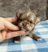 Peanut butter , a male Maltipoo and Shih Tzu for sale in Belding, MI – 4 of 4