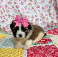 Petunia , a female Shih Tzu and Morkie for sale in Belding, MI – 2 of 4