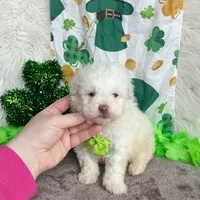 White Boy , a male Maltipoo and Shih Tzu for sale in Belding, MI – Photo 1 of 4