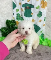 Lucky , a male Maltipoo and Shih Tzu for sale in Belding, MI – Photo 1 of 4