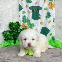 White Boy , a male Maltipoo and Shih Tzu for sale in Belding, MI – Photo 2 of 4
