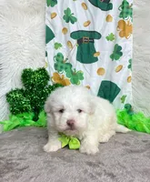 Lucky , a male Maltipoo and Shih Tzu for sale in Belding, MI – Photo 2 of 4
