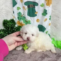 White Boy , a male Maltipoo and Shih Tzu for sale in Belding, MI – Photo 3 of 4