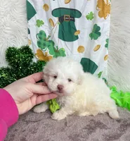Lucky , a male Maltipoo and Shih Tzu for sale in Belding, MI – Photo 3 of 4