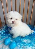 Peter Cottontail , a male Maltipoo and Shih Tzu for sale in Belding, MI – Photo 6 of 6