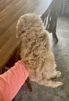 Callie Girl, a female Maltipoo and Poodle - Toy  for sale in Belding, MI – Photo 2 of 3