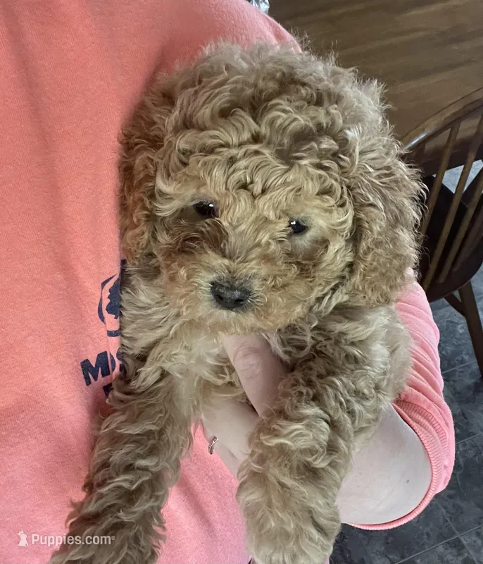 Callie Girl, a female Maltipoo and Poodle - Toy  for sale in Belding, MI – Photo 1 of 3