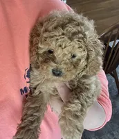 Callie Girl, a female Maltipoo and Poodle - Toy  for sale in Belding, MI – Photo 1 of 3
