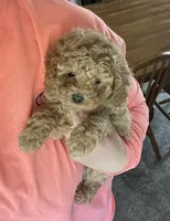 Callie Girl, a female Maltipoo and Poodle - Toy  for sale in Belding, MI – Photo 3 of 3