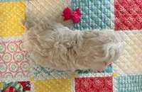 Snowflake Girl, a female Maltipoo for sale in Belding, MI – Photo 3 of 3