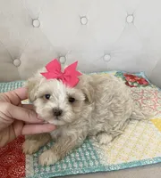 Snowflake Girl, a female Maltipoo for sale in Belding, MI – Photo 2 of 3