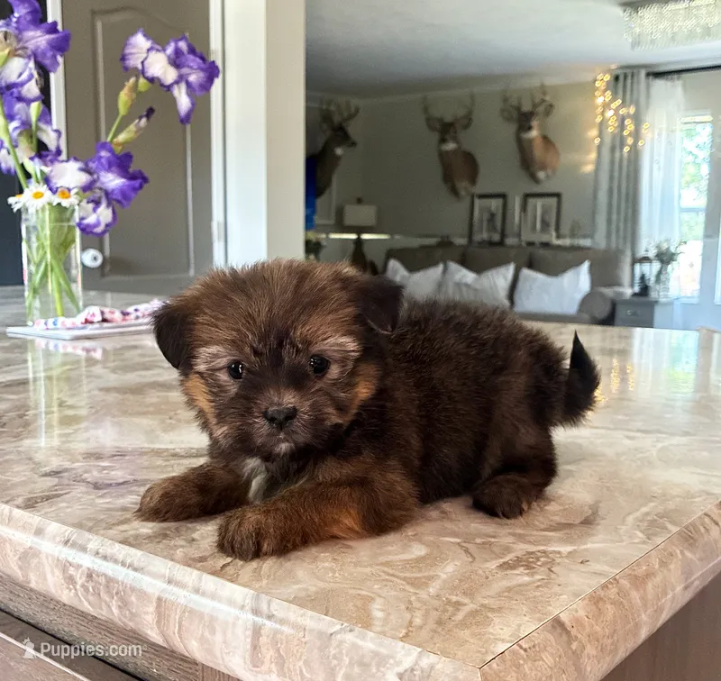 Smokey Bear – Shih Tzu, Morkie puppy for sale in Belding, MI