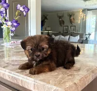 Smokey Bear, a male Shih Tzu and Morkie for sale in Belding, MI – 1 of 3