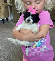 LuLu , a female Maltipoo and Shih Tzu for sale in Belding, MI – 3 of 5