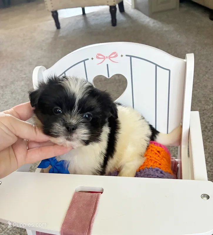 Max – Shih Tzu, Morkie puppy for sale in Belding, MI