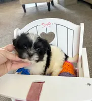 Max, a male Shih Tzu and Morkie for sale in Belding, MI – 1 of 2