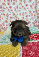 Smokey , a male Shih Tzu and Morkie for sale in Belding, MI – 2 of 4