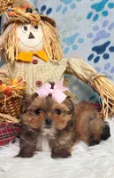 TINY Autumn Girl , a female Maltipoo and Shih Tzu for sale in Belding, MI – 4 of 4