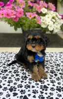 Snuggle Boy, a male Cavapoo for sale in Belding, MI – Photo 1 of 2