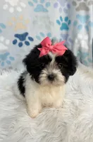 Black & white girl , a female Maltipoo and Shih Tzu for sale in Belding, MI – 4 of 5
