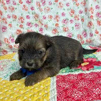 Smokey , a male Shih Tzu and Morkie for sale in Belding, MI – 1 of 4