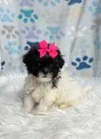 Poppy, a female Maltipoo and Shih Tzu for sale in Belding, MI – 3 of 3