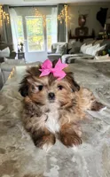 Adorable Brown Girl , a female Maltipoo and Shih Tzu for sale in Belding, MI – 3 of 4