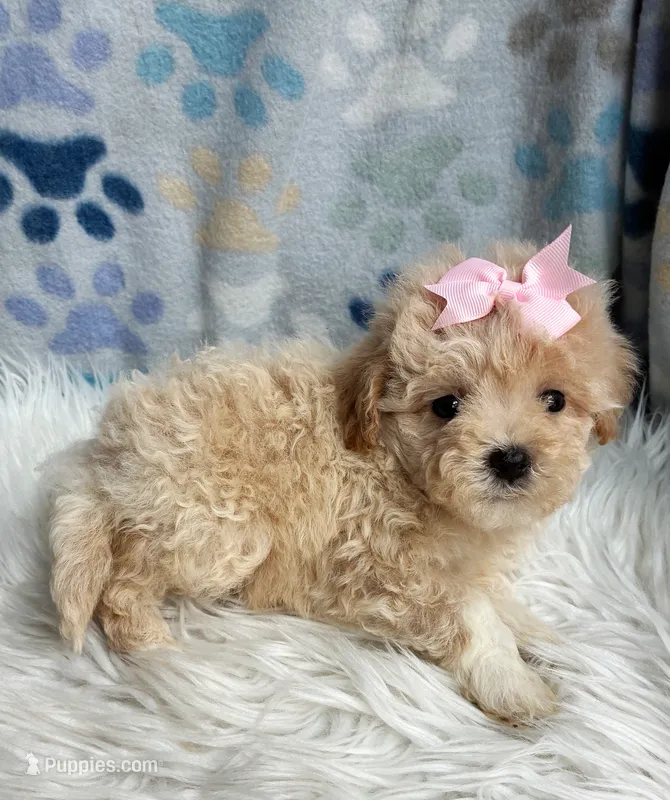 Daisy  – Maltipoo, Shih Tzu puppy for sale in Belding, MI