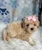 Daisy , a female Maltipoo and Shih Tzu for sale in Belding, MI – 1 of 2