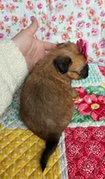 Daisy , a female Shih Tzu and Morkie for sale in Belding, MI – 4 of 4