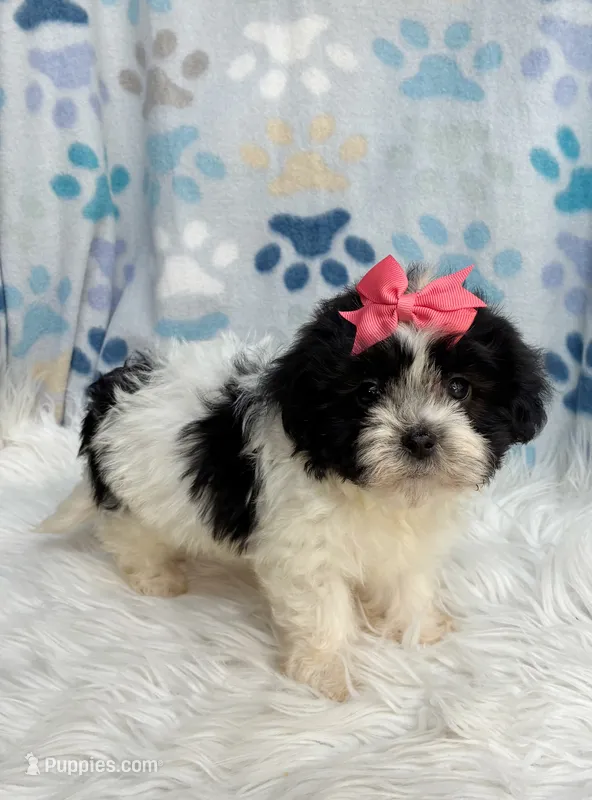 Black & white girl , a female Maltipoo and Shih Tzu for sale in Belding, MI – 1 of 5