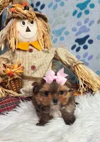 TINY Autumn Girl , a female Maltipoo and Shih Tzu for sale in Belding, MI – 2 of 4